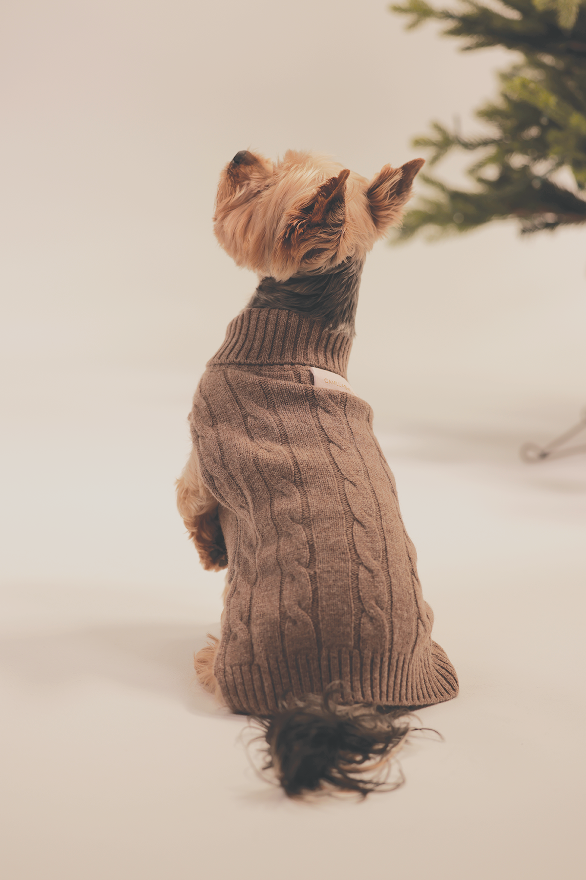 Charlie dog sweater