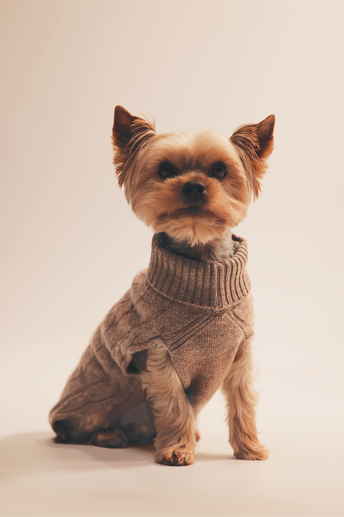 Charlie dog sweater